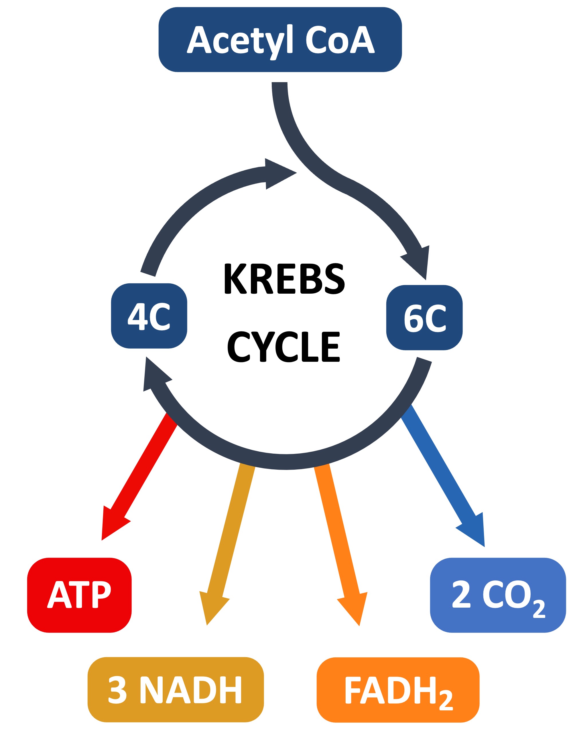 Krebs Cycle